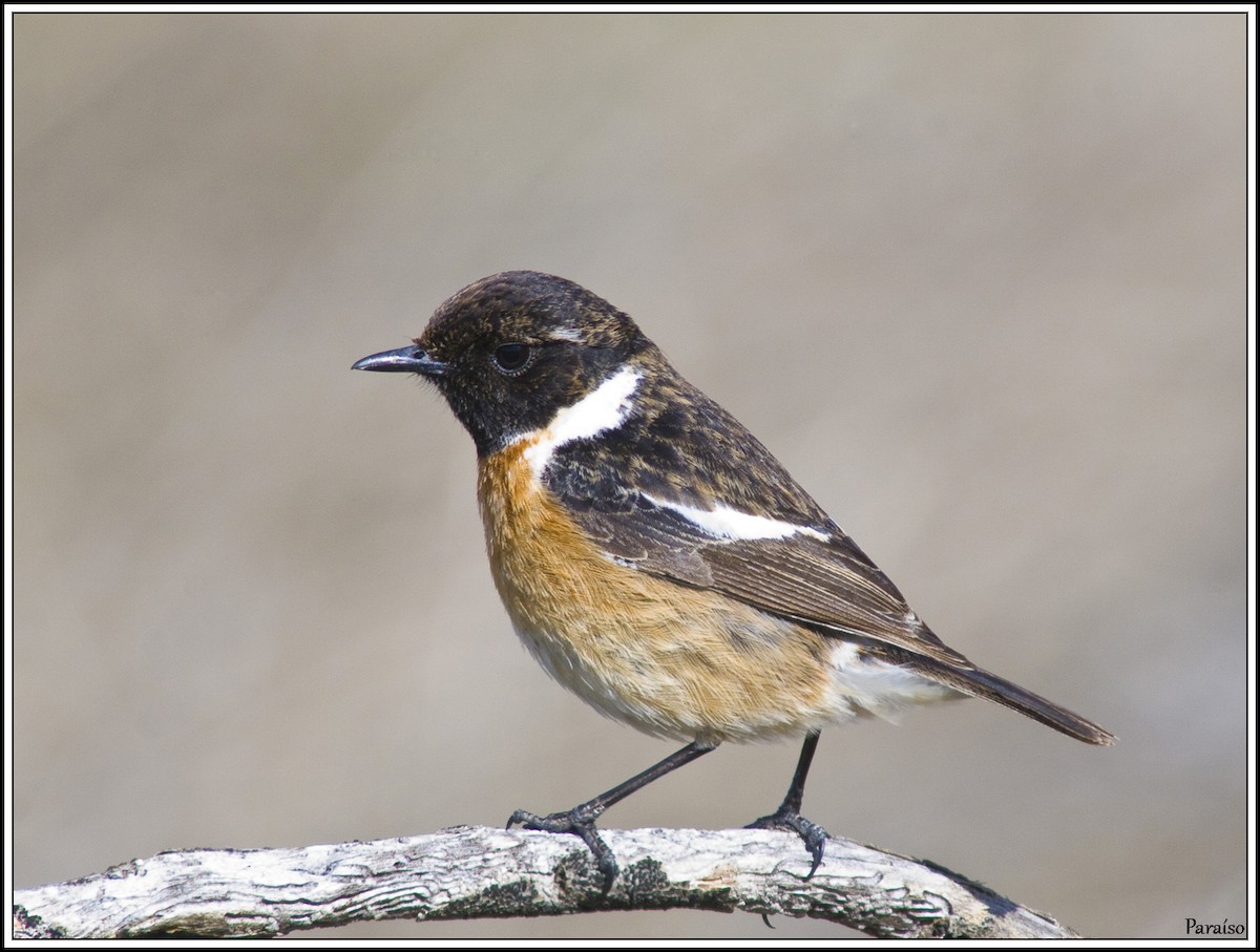 European Stonechat - ML618719087