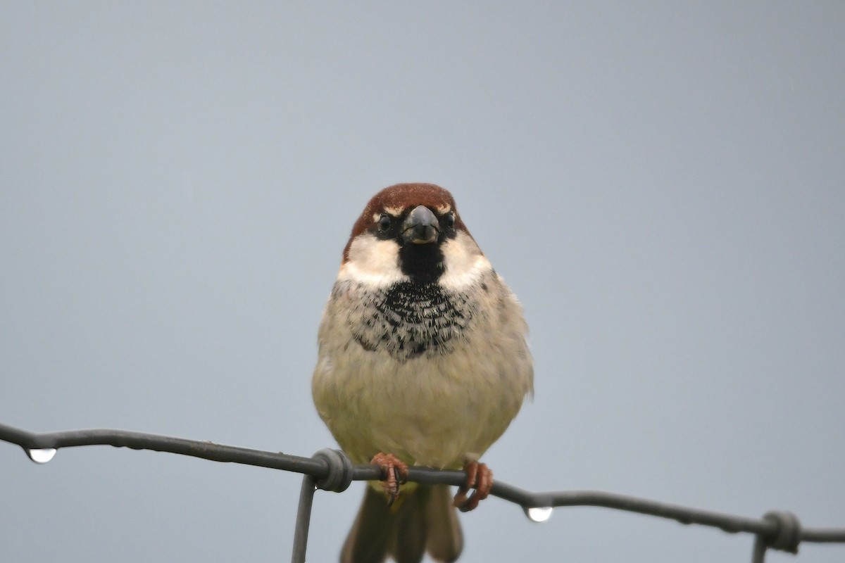 Italian Sparrow - Roberto Lupi