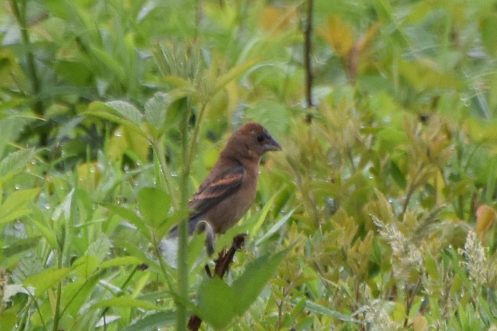 Blue Grosbeak - ML618719106