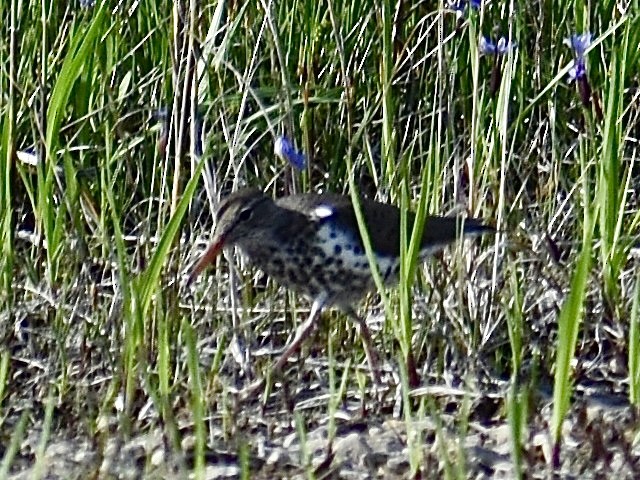 Spotted Sandpiper - ML618719111