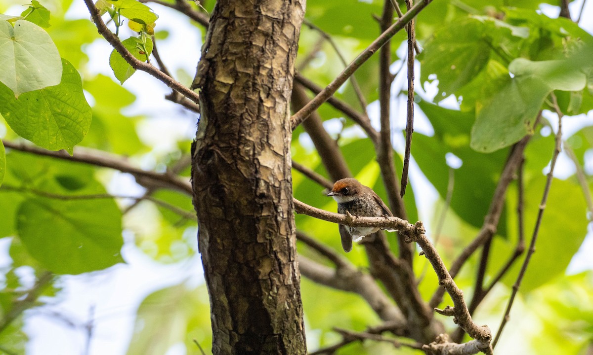 Micronesian Rufous Fantail (Yap) - Rachael Kaiser
