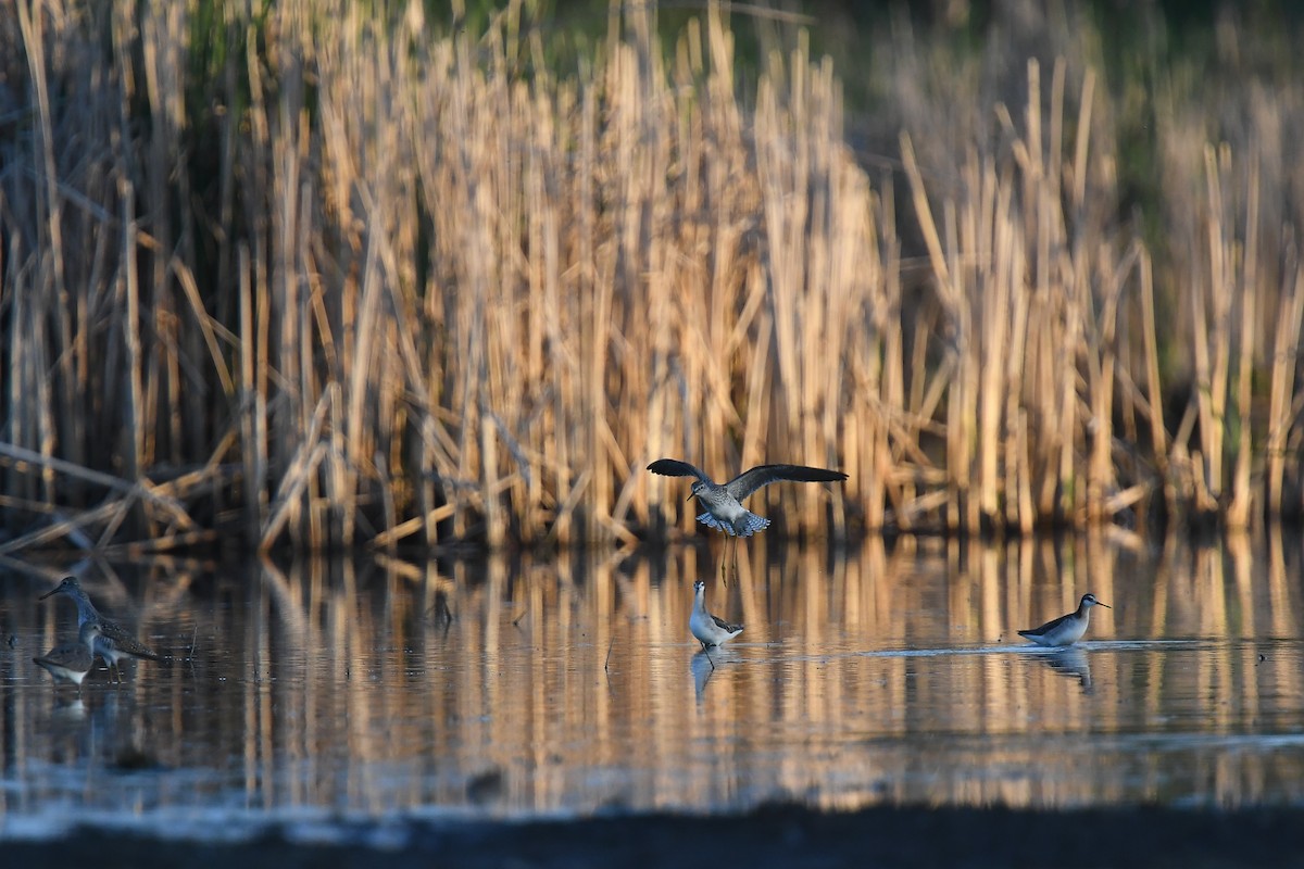 Lesser Yellowlegs - ML618719114