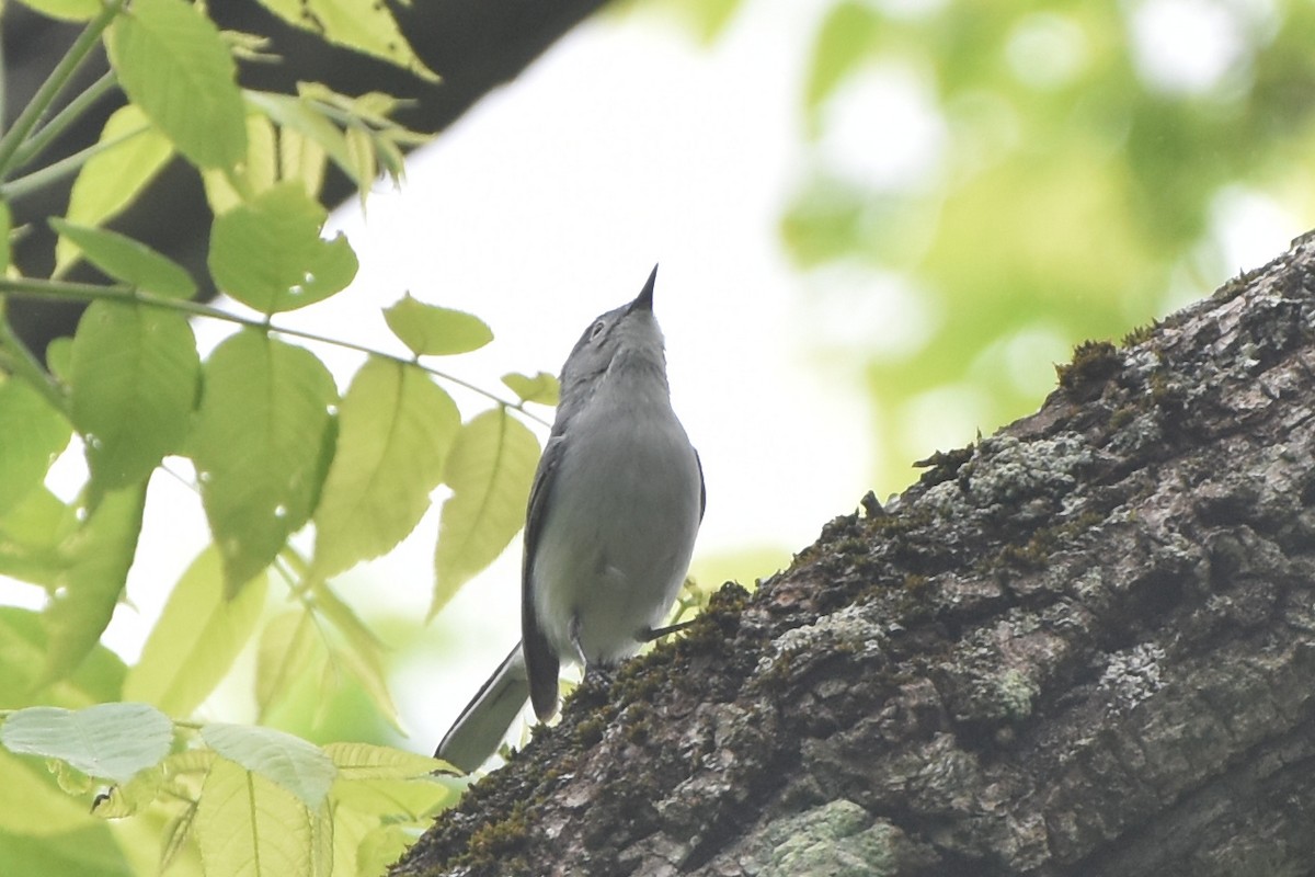 Blue-gray Gnatcatcher - ML618719116