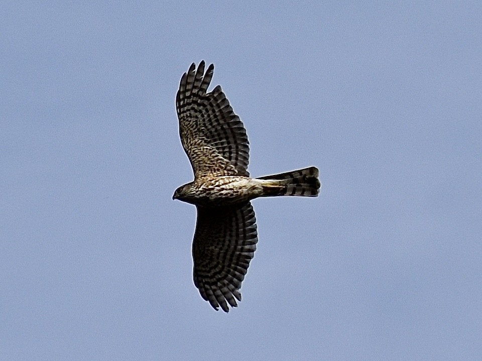 Sharp-shinned Hawk - ML618719120