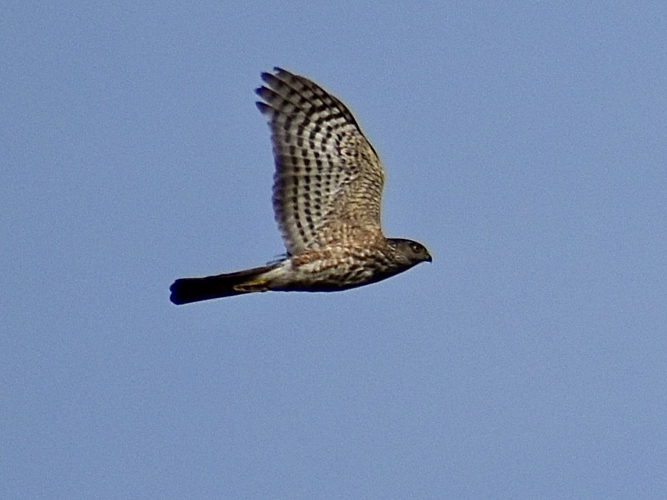 Sharp-shinned Hawk - Dawn Pietrykowski