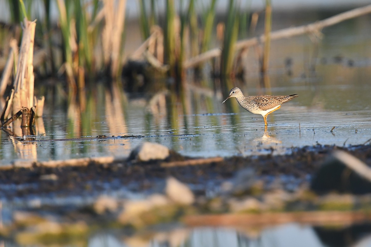 Lesser Yellowlegs - ML618719122