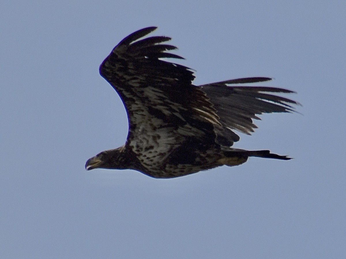 Bald Eagle - ML618719133