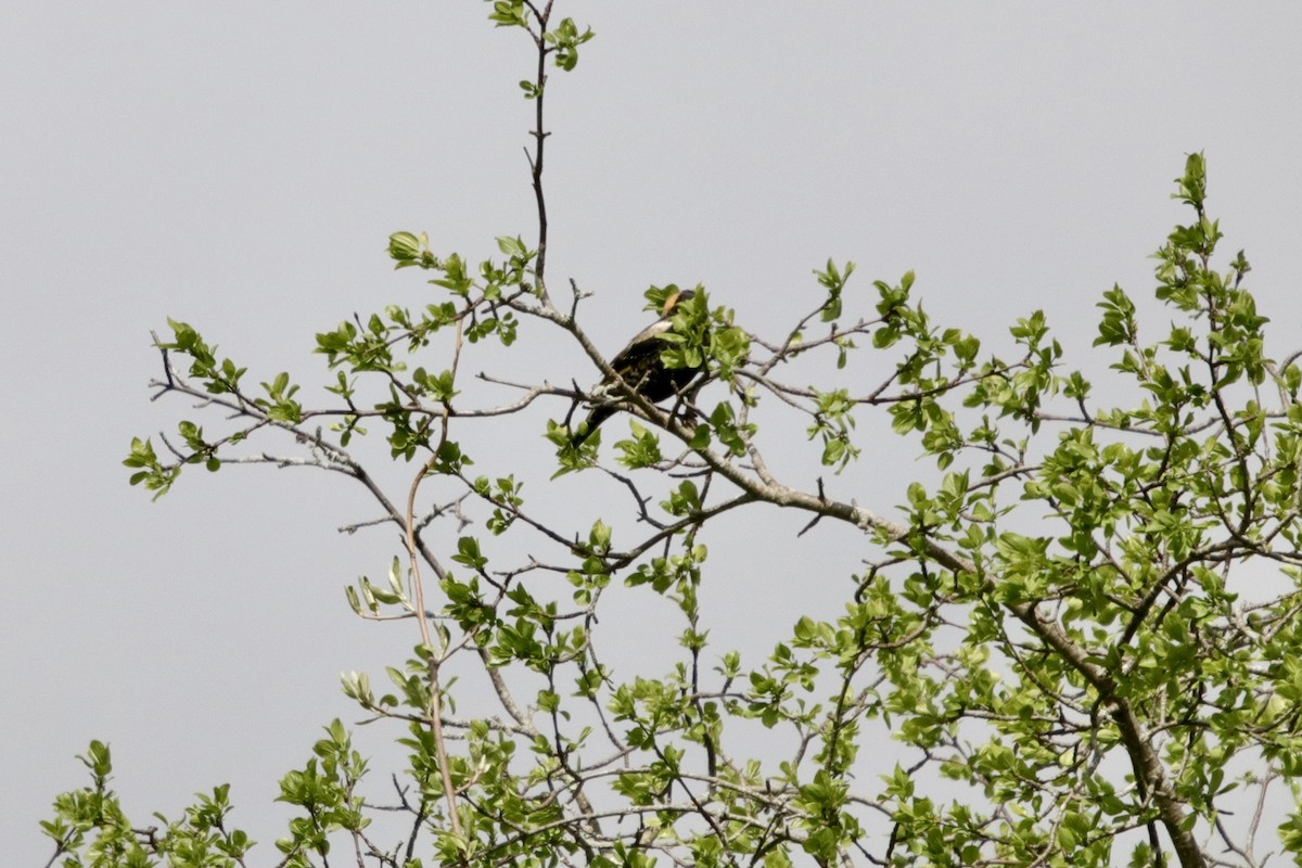 Bobolink - Barbara Olson