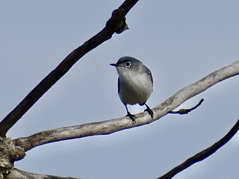 Blue-gray Gnatcatcher - ML618719146