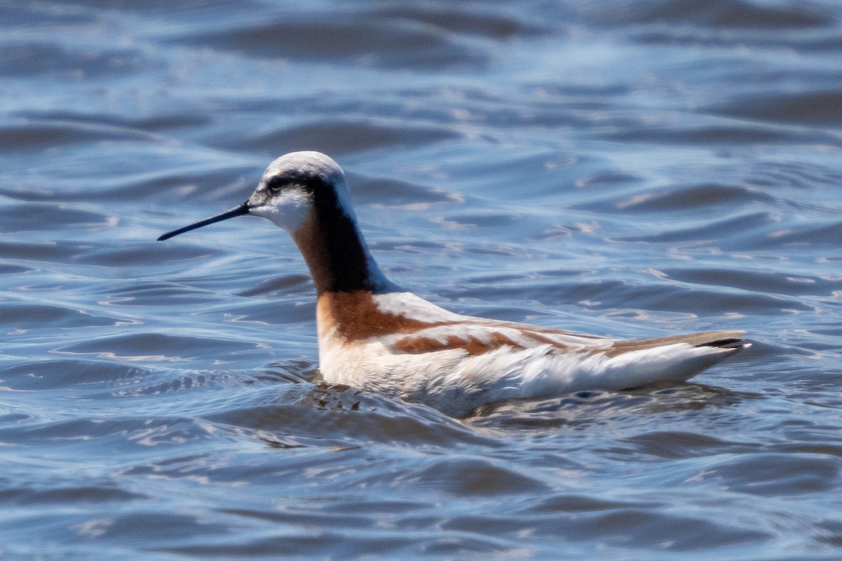 Wilson's Phalarope - Gerald Hoekstra