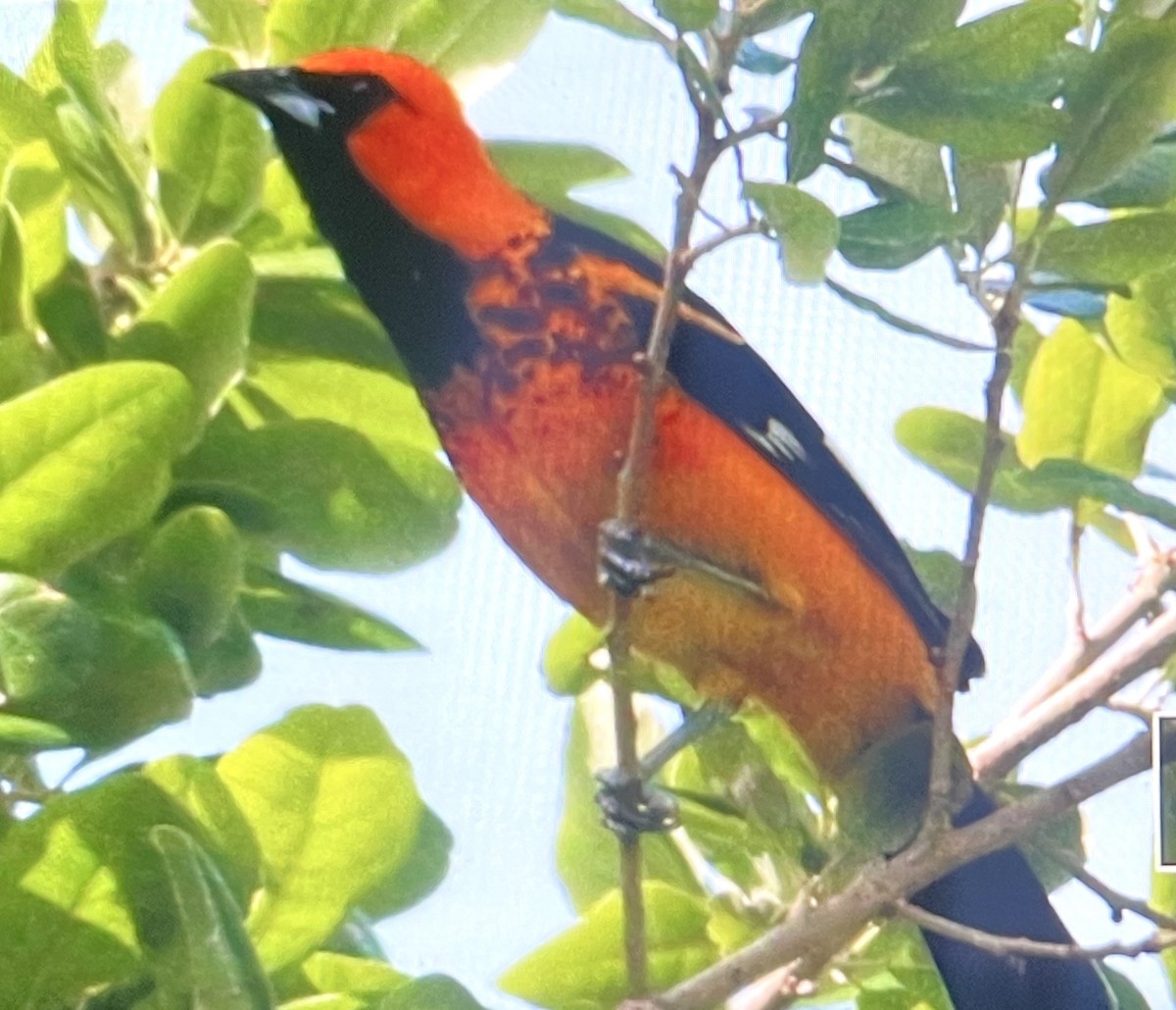 Spot-breasted Oriole - Charity Hagen