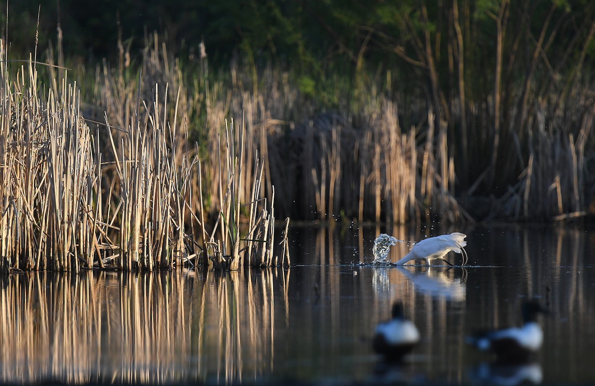 Great Egret - ML618719199