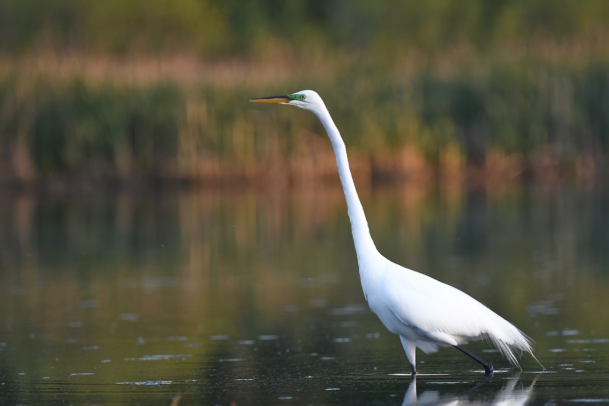 Great Egret - ML618719201