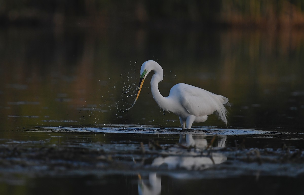 Great Egret - ML618719202