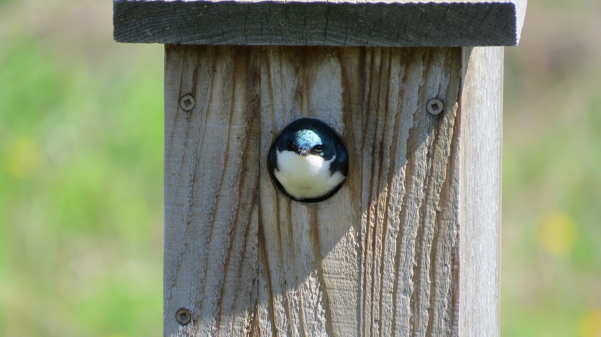 Tree Swallow - Terry Hastings