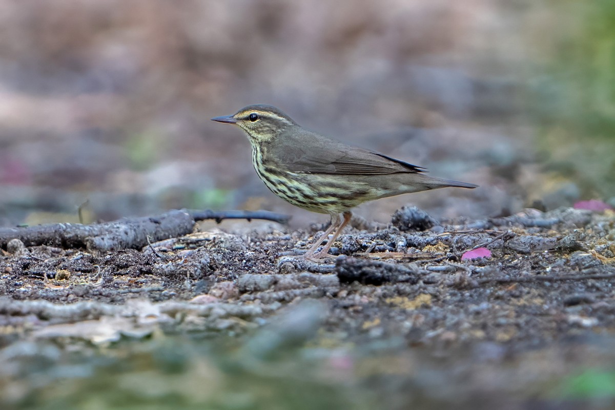 Northern Waterthrush - ML618719220