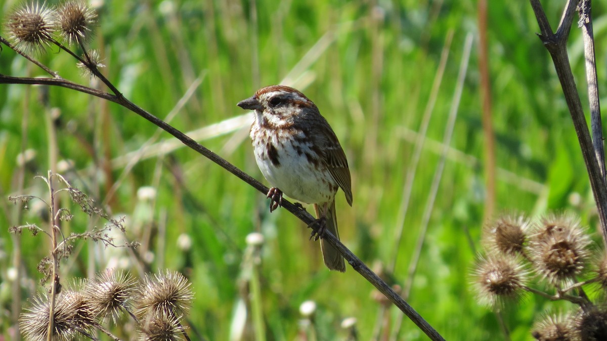 Song Sparrow - Terry Hastings