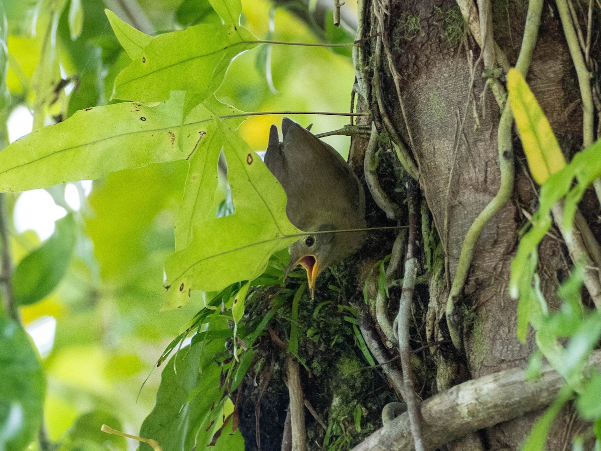 Zostérops des Palau - ML618719241