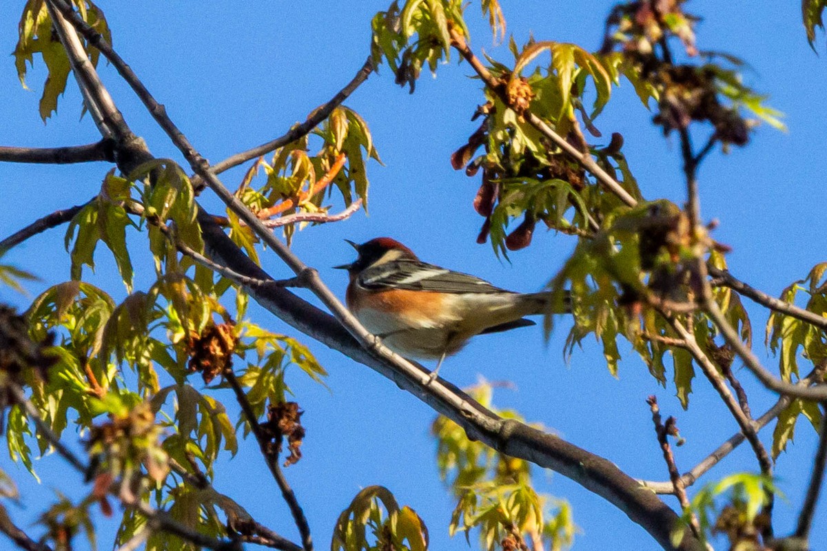 Bay-breasted Warbler - ML618719251