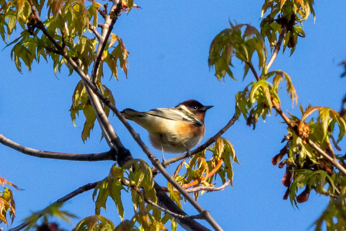 Bay-breasted Warbler - ML618719253