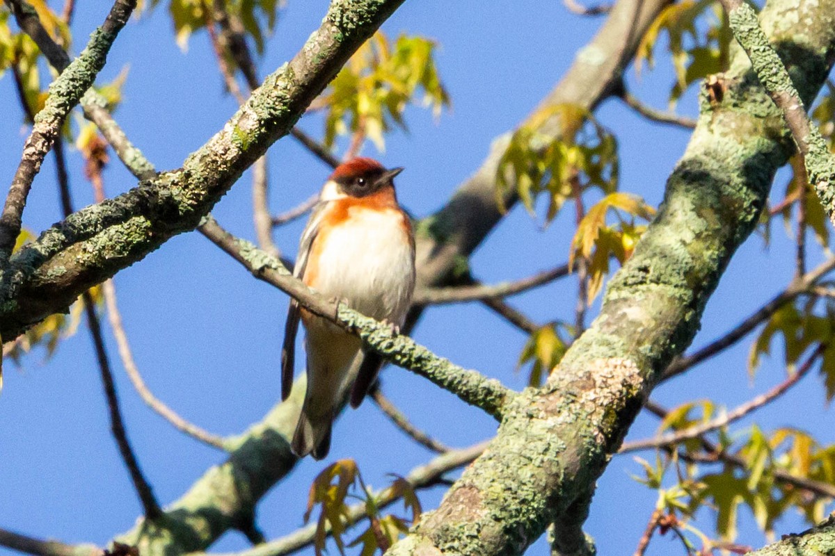 Bay-breasted Warbler - ML618719255