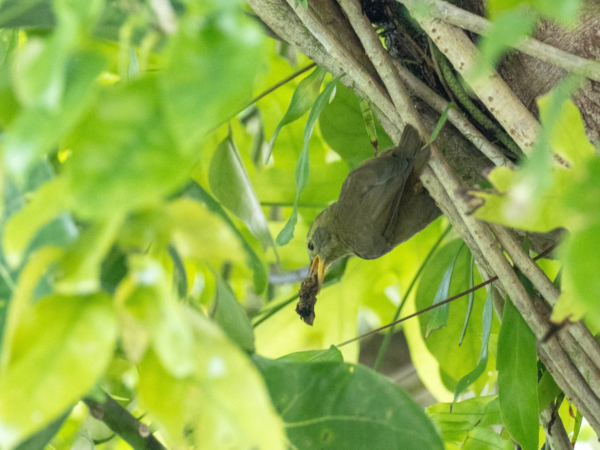 Giant White-eye - ML618719257