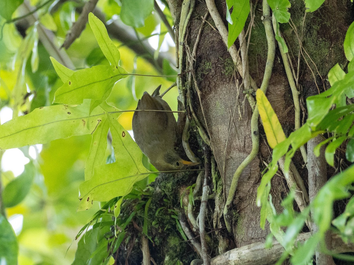 Zostérops des Palau - ML618719258