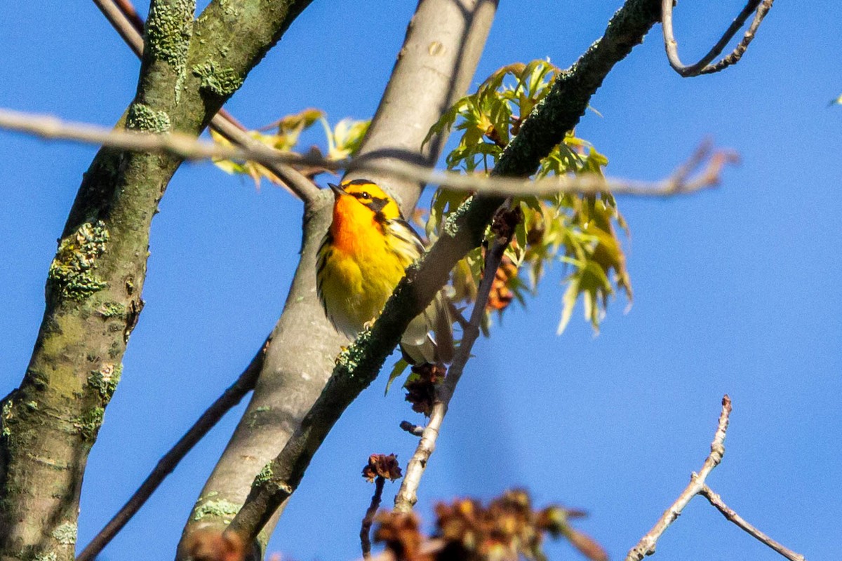 Blackburnian Warbler - ML618719263