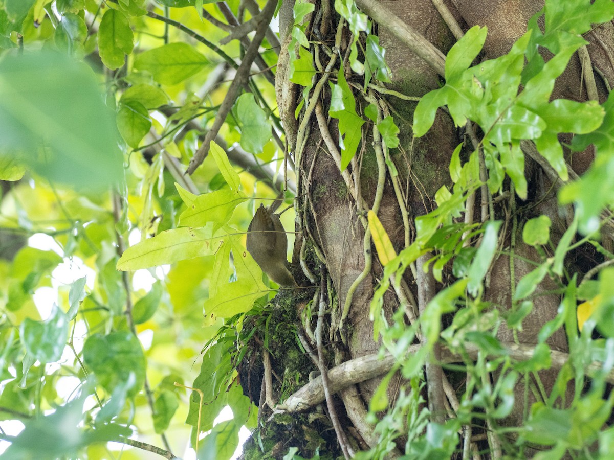 Zostérops des Palau - ML618719264