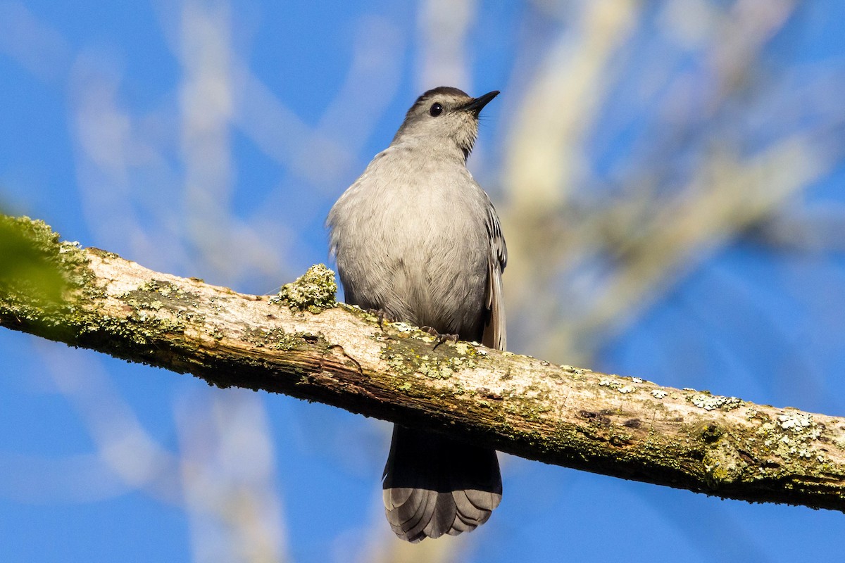 Pájaro Gato Gris - ML618719273