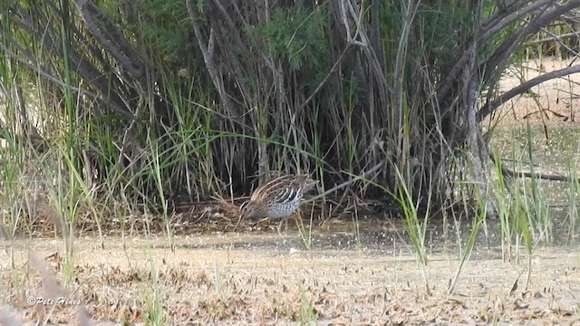 Great Snipe - ML618719278