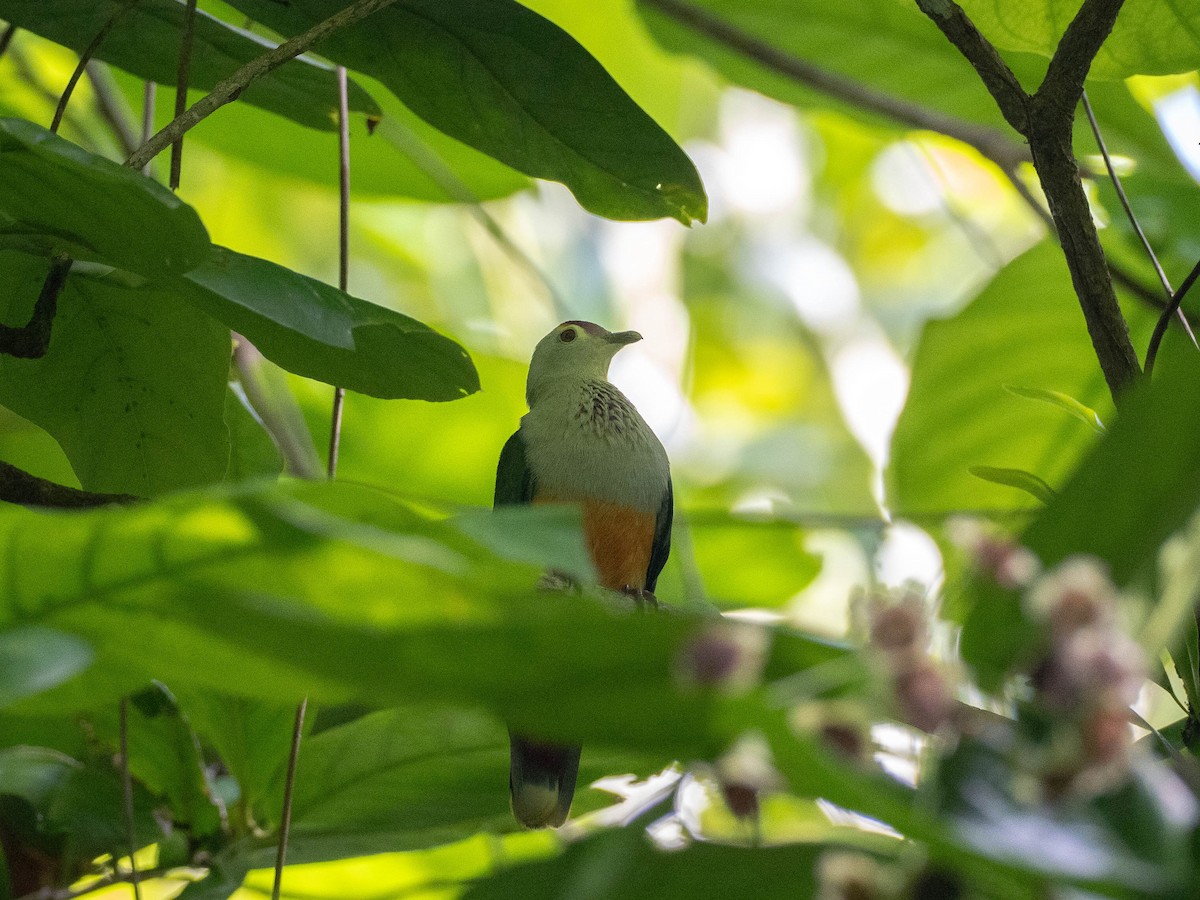 Palau Fruit-Dove - ML618719286