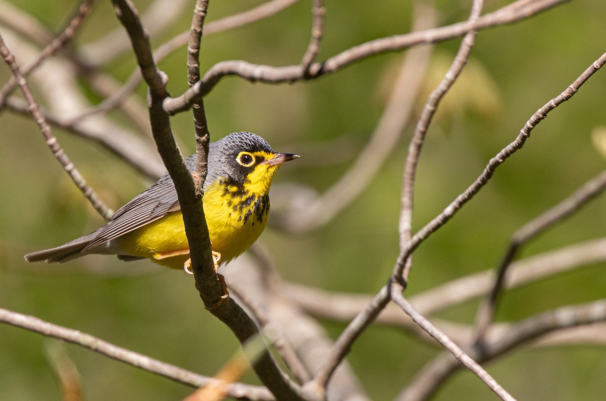 Canada Warbler - Anonymous