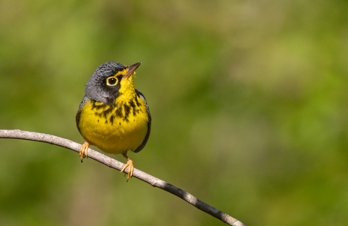 Canada Warbler - Anonymous