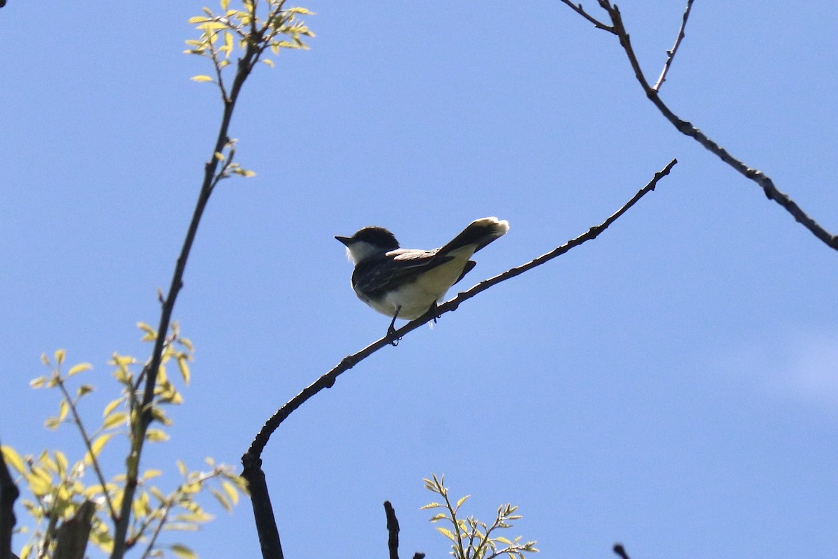 Eastern Kingbird - ML618719316