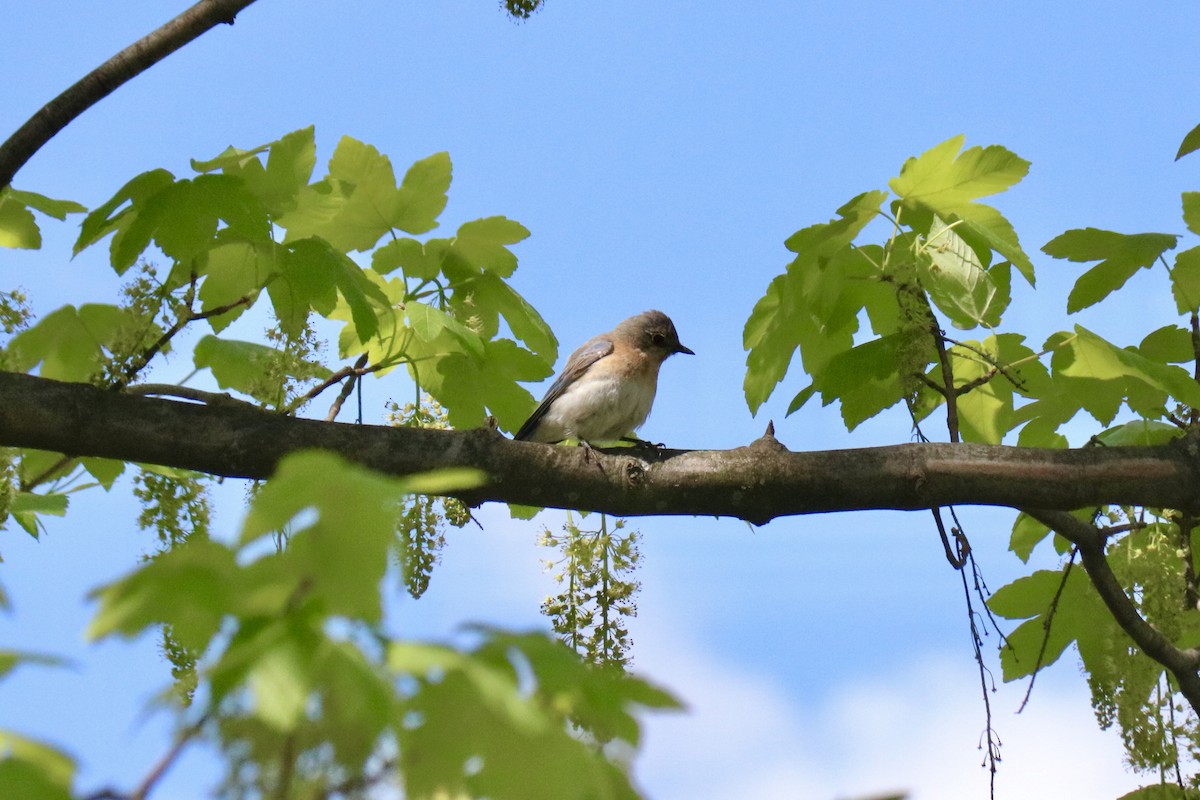 Eastern Bluebird - ML618719349