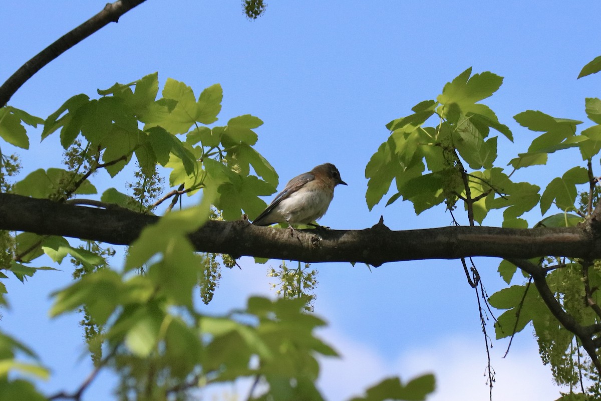 Eastern Bluebird - ML618719350