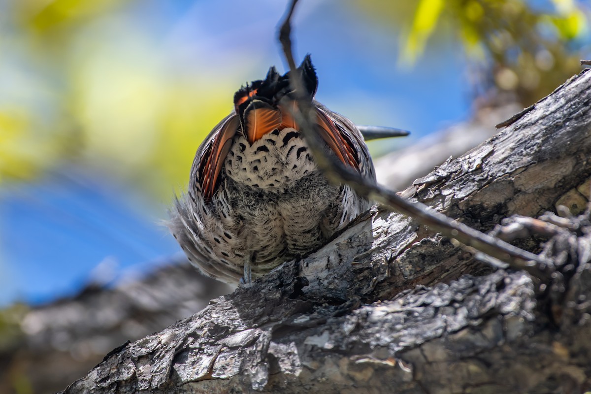 Northern Flicker - ML618719377