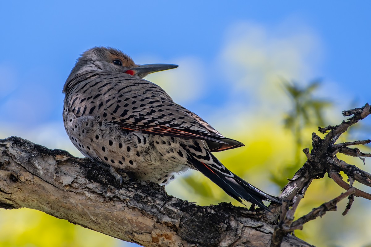 Northern Flicker - ML618719378