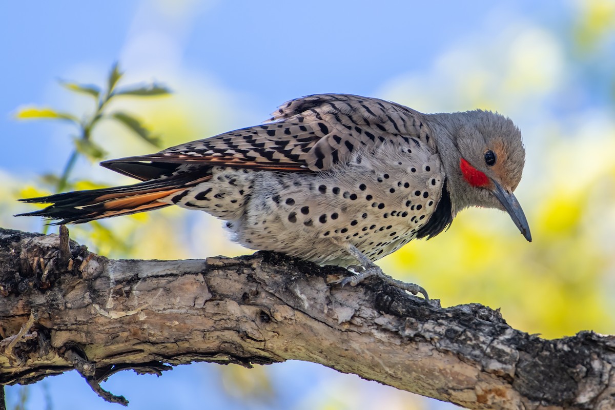 Northern Flicker - Codrin Bucur