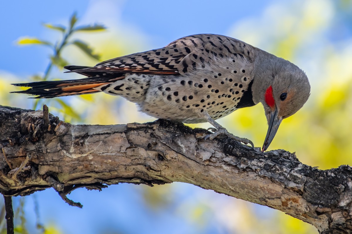 Northern Flicker - ML618719382