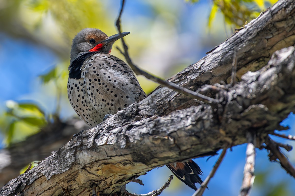 Northern Flicker - Codrin Bucur