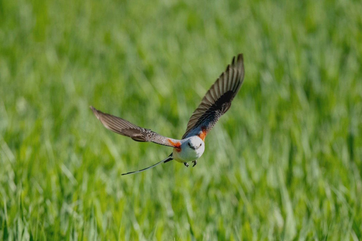 Scissor-tailed Flycatcher - ML618719407