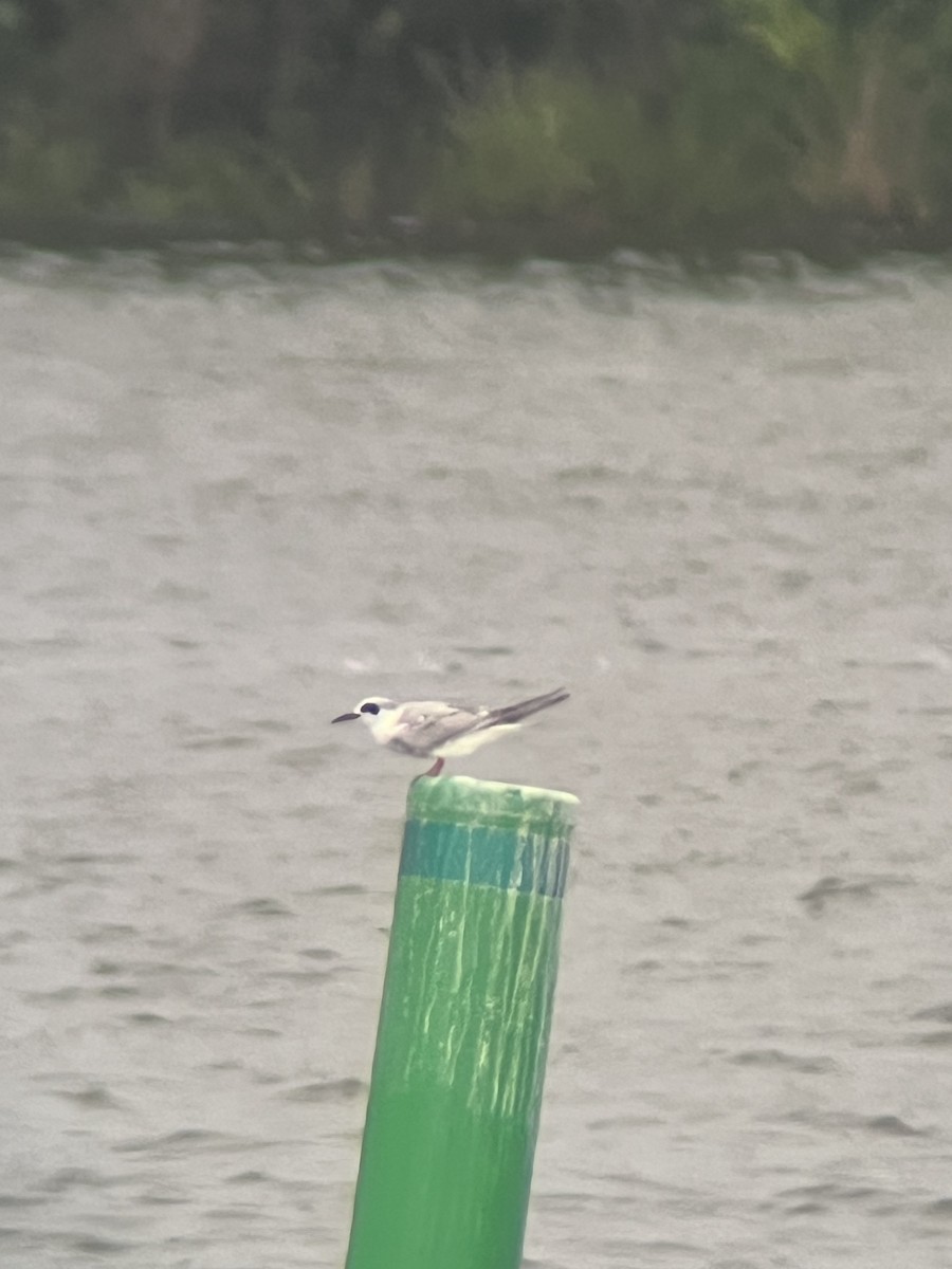 Forster's Tern - Avery Fish