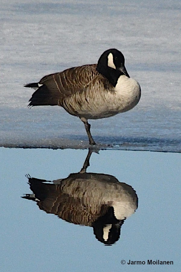 Canada Goose - ML618719421