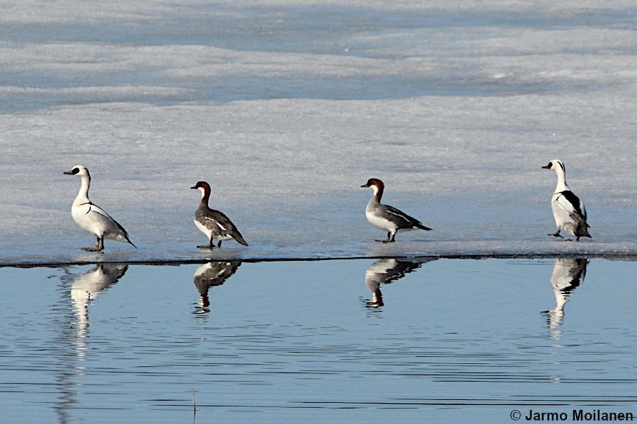 Smew - Jarmo Moilanen