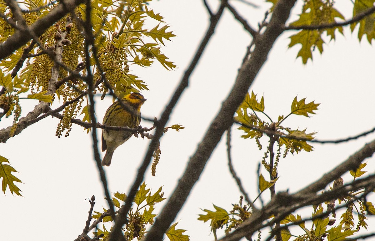 Cape May Warbler - ML618719426