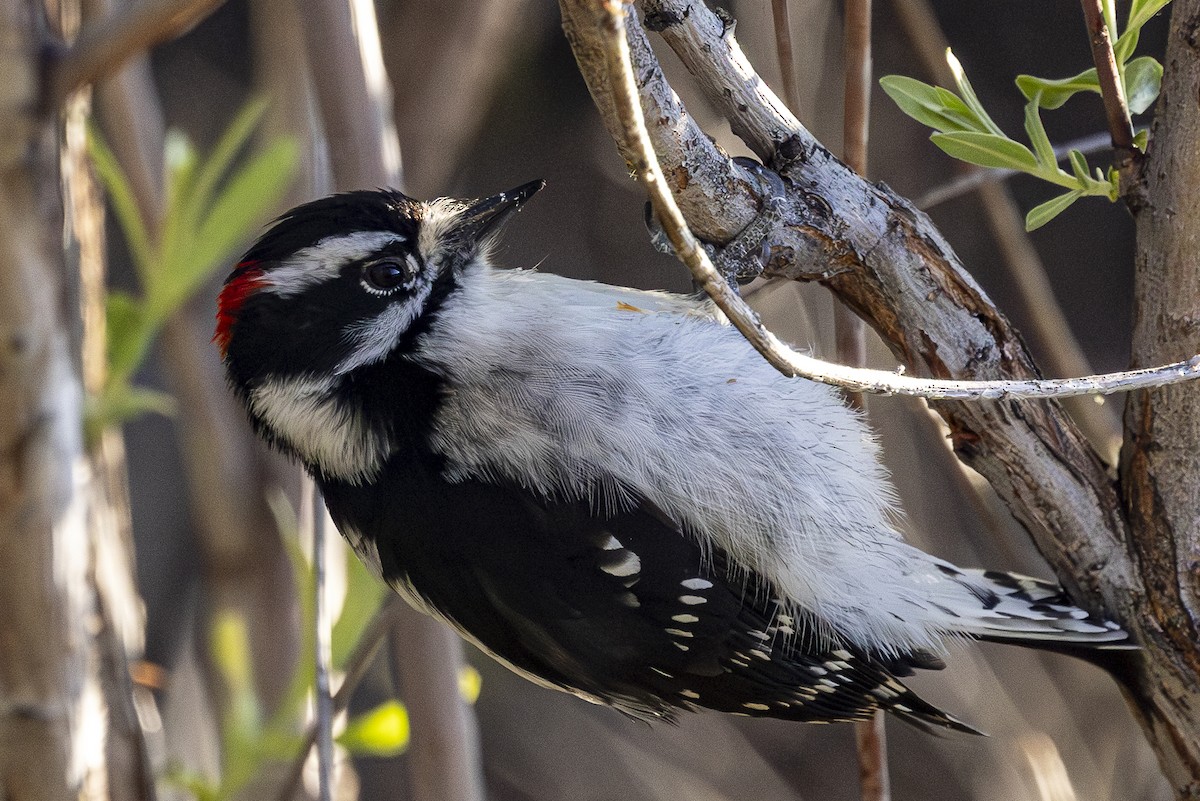 Downy Woodpecker - ML618719434