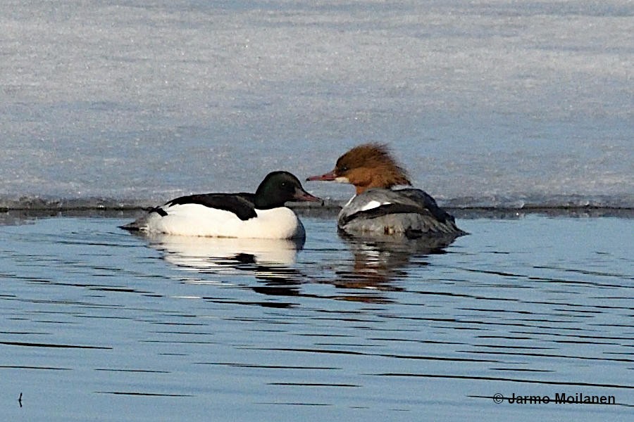 Common Merganser - ML618719435