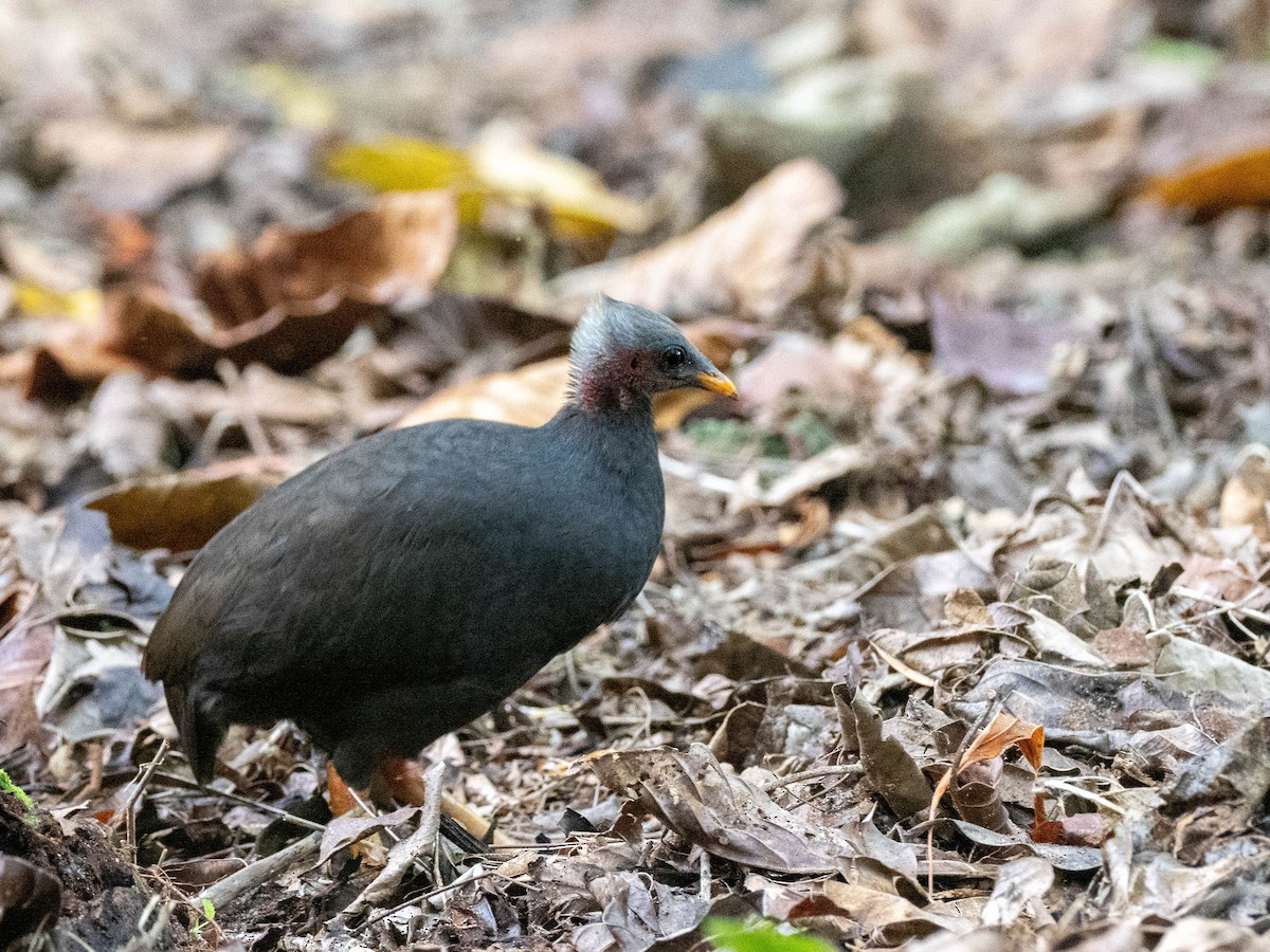 Micronesian Megapode - Rachael Kaiser